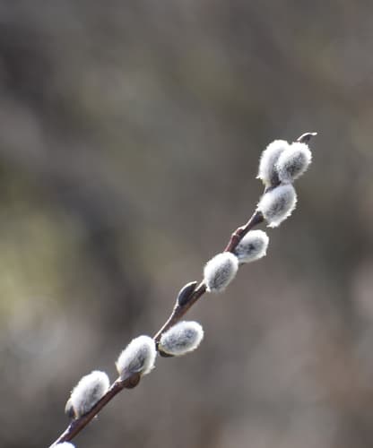 Pussy Willow Branch