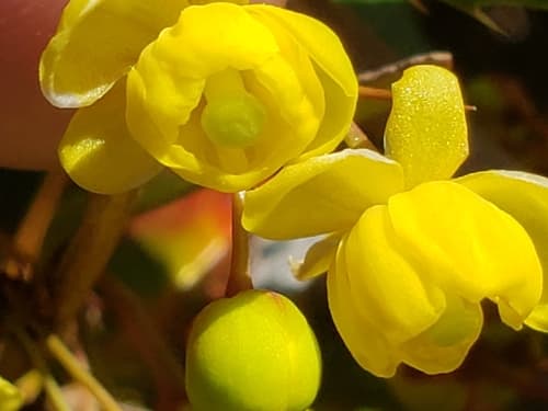 Wintergreen Barberry Bonsai