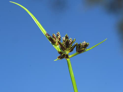 Brown Flatsedge Bonsai