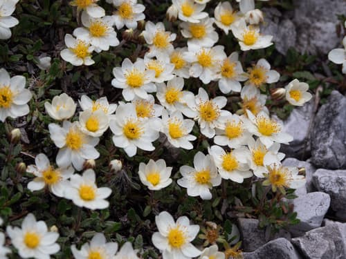Eight-petal Mountain-Avens