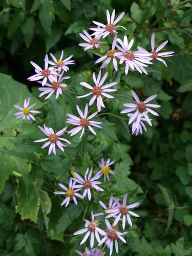 Engelmann's aster