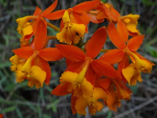 Fire-star orchid