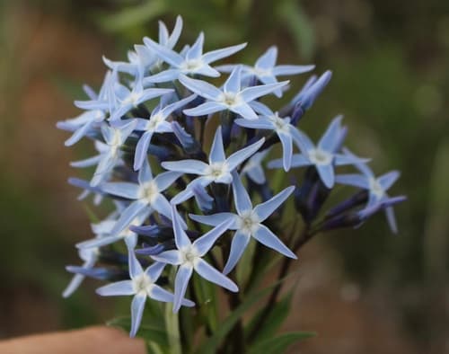 Fringed Bluestar