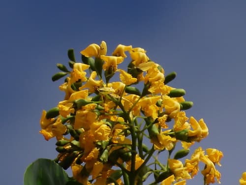 Burmese Rosewood Bonsai