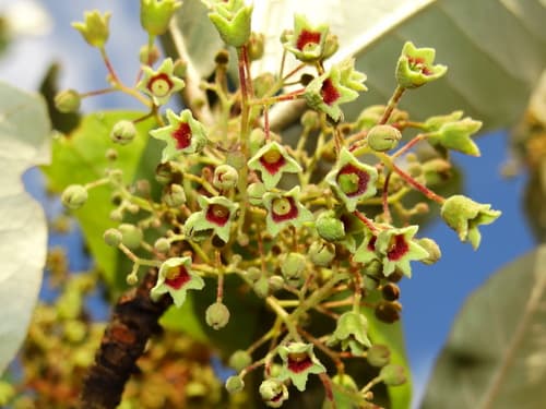 Looking-glass mangrove