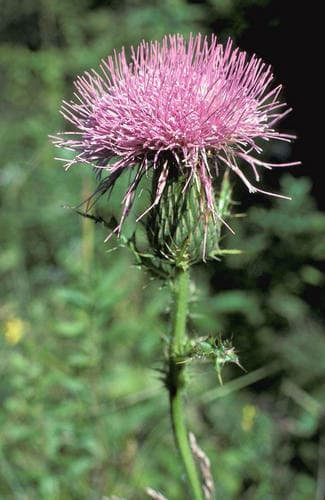 Pasture Thistle