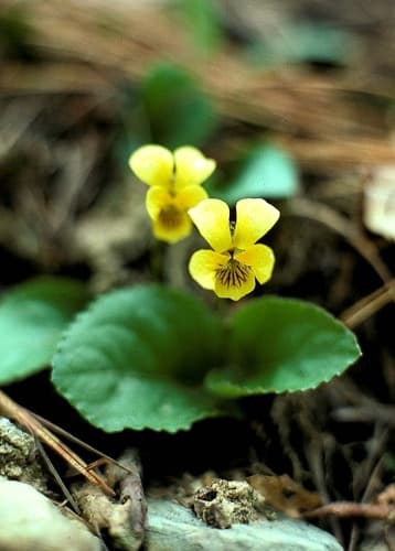 Round-leaved Violet