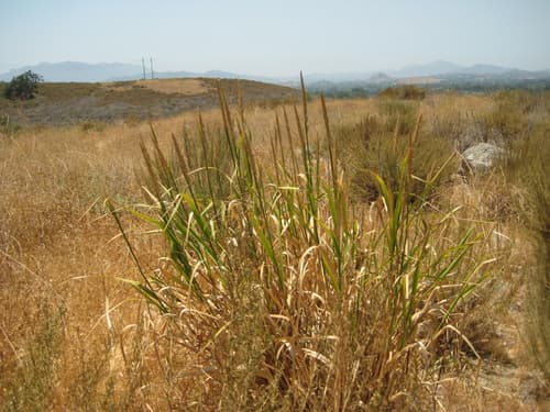 Giant Wild Rye (Hypothetical Bonsai)