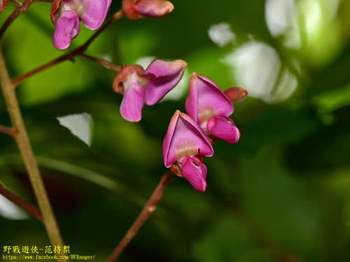 Trifoliate Jewel Vine