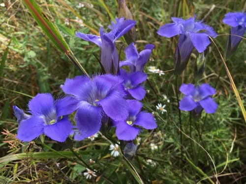 Greater Fringed Gentian Bonsai