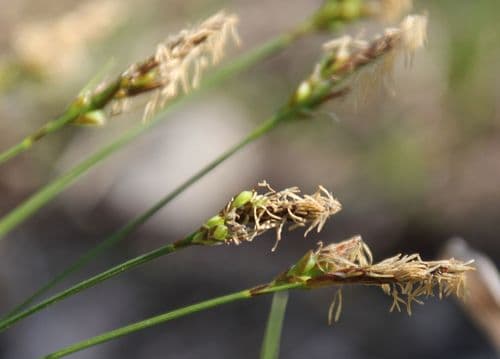 Southern Sedge
