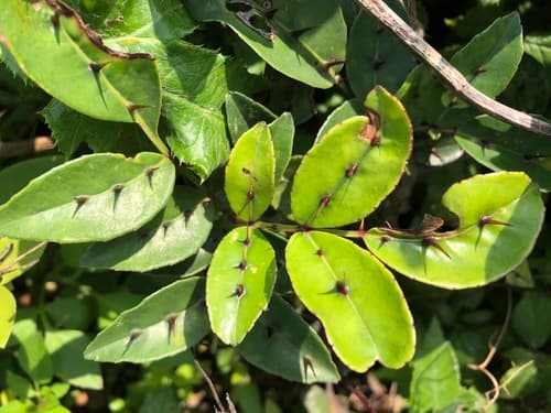 Shiny-leaved Prickly Ash Bonsai
