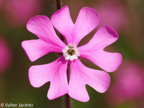 Silene scabriflora Flower