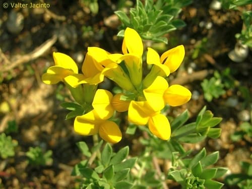 Cretan bird's-foot-trefoil