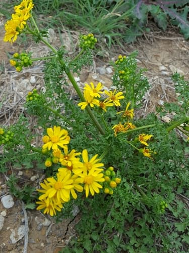 Procumbens Juniper Bonsai