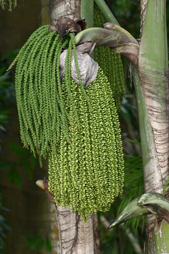Burmese Fishtail-palm