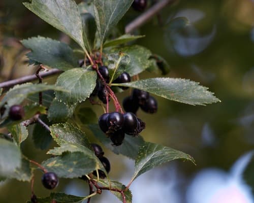Black Hawthorn Bonsai