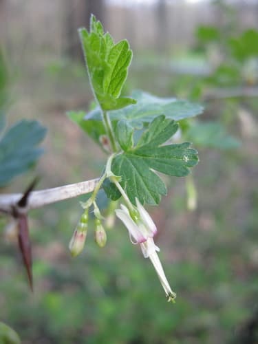 Missouri Gooseberry Bonsai