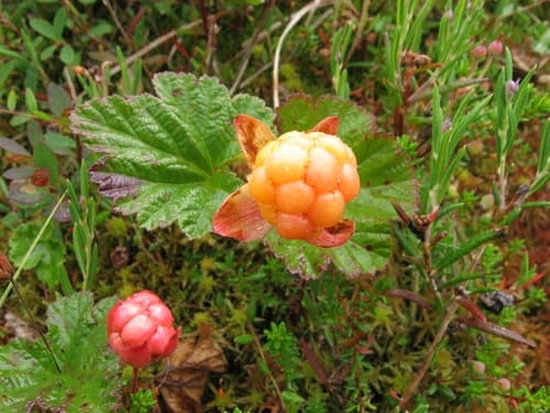 Cloudberry Bonsai