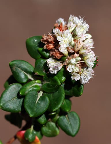 Seacliff Wild Buckwheat Bonsai