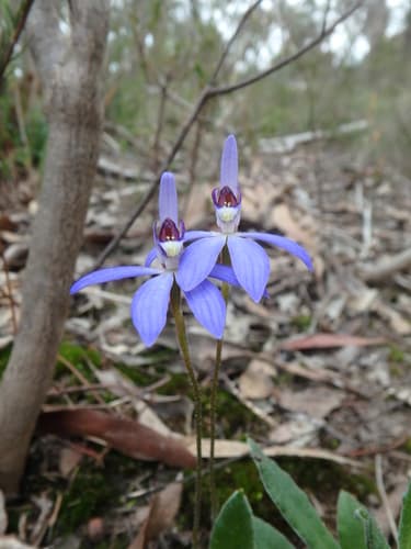 Blue Finger-Orchid