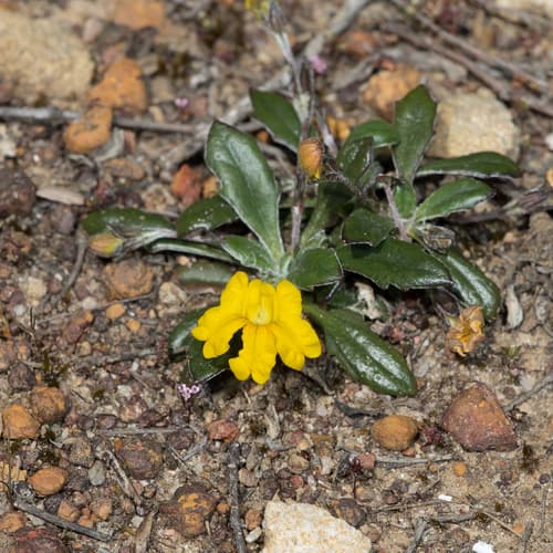 Black's Goodenia (Herbaceous Plant)