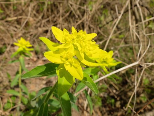 Cushion Spurge Bonsai