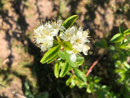 Bitter cherry Bonsai