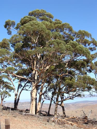 Sugar Gum Forest (Conceptual Bonsai)