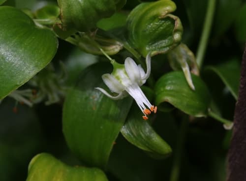 Cape Smilax