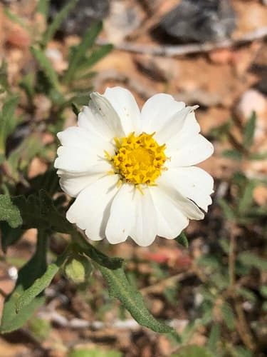 Blackfoot Daisy