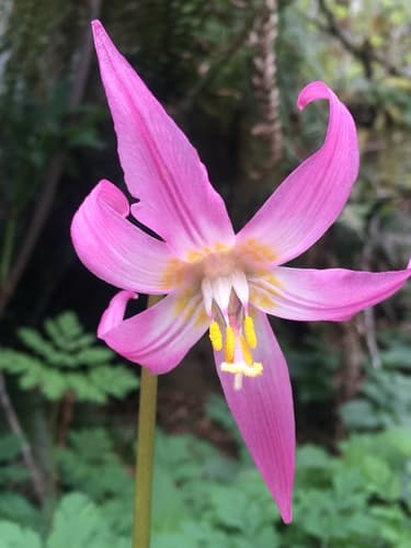 Coast Fawn Lily
