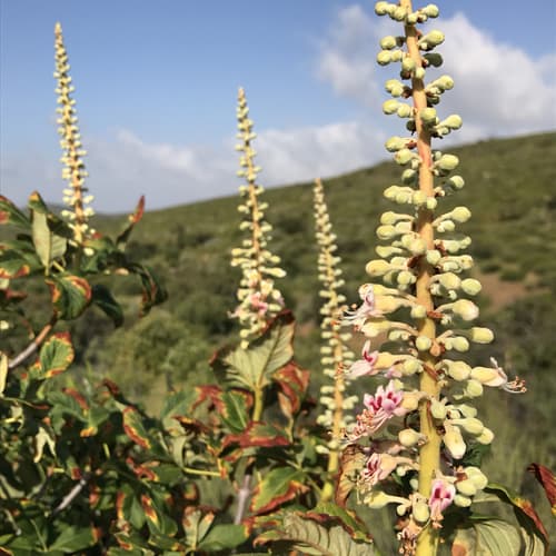 Lower California Buckeye