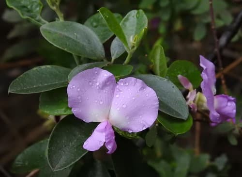 Water blossom pea