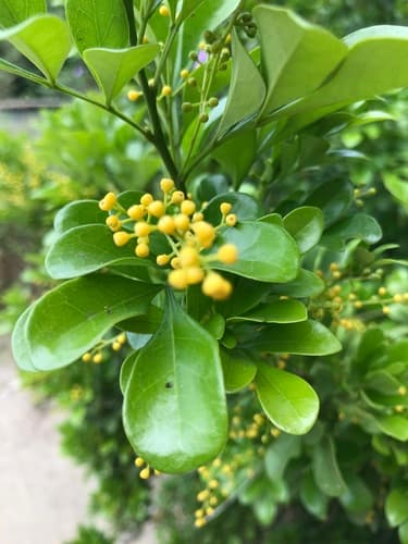 Chinese Perfume Plant