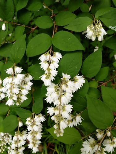 Deutzia crenata Bonsai Subject