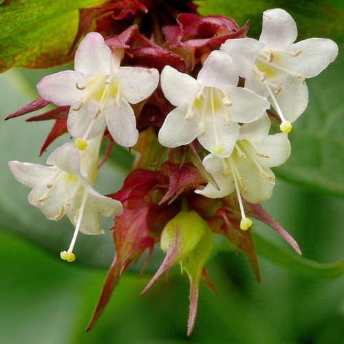 Himalayan honeysuckle