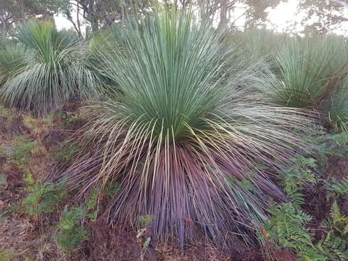 Tufted Grass-tree