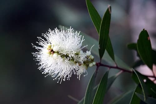 Broad-leaved Paperbark Bonsai