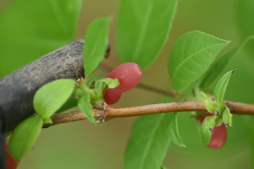 Winter Honeysuckle Bonsai
