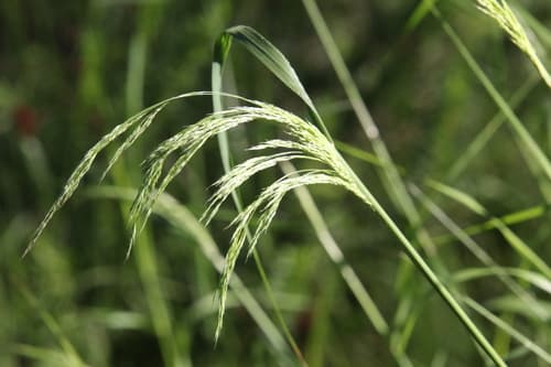 Smilo Grass