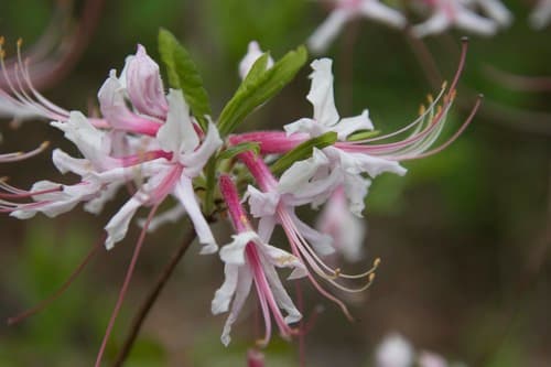 Pinxter Flower Bonsai
