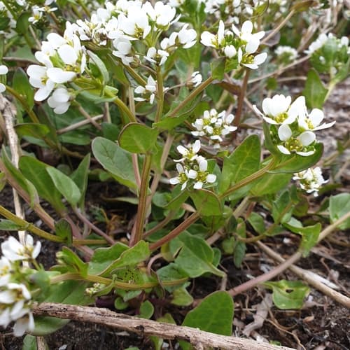 Scurvy grass