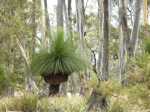 Austral Grass-tree