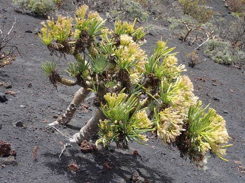 Canary Islands Candle-Plant Bonsai