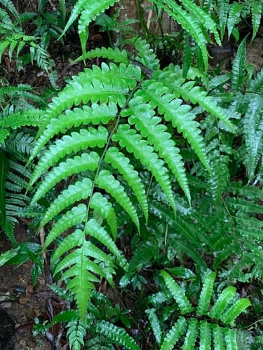 Shimpaku Juniper Bonsai
