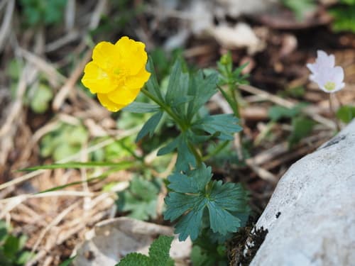 Mountain Buttercup