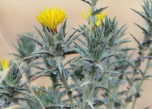 Woolly Distaff Thistle