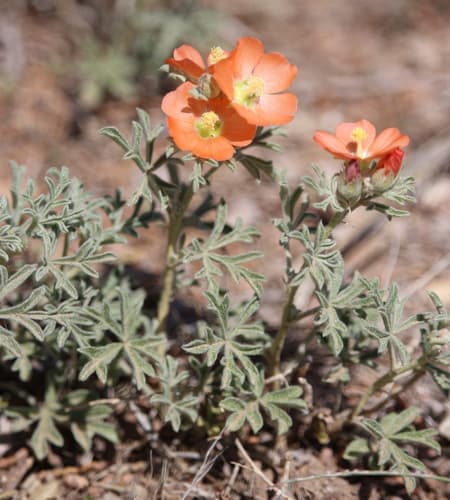 Scarlet Globemallow