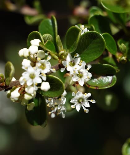 Wart-stemmed Ceanothus Bonsai